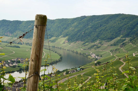 Riesling Vin